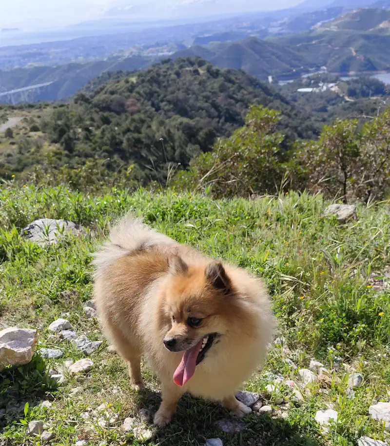 senderismo guardería canina marbella