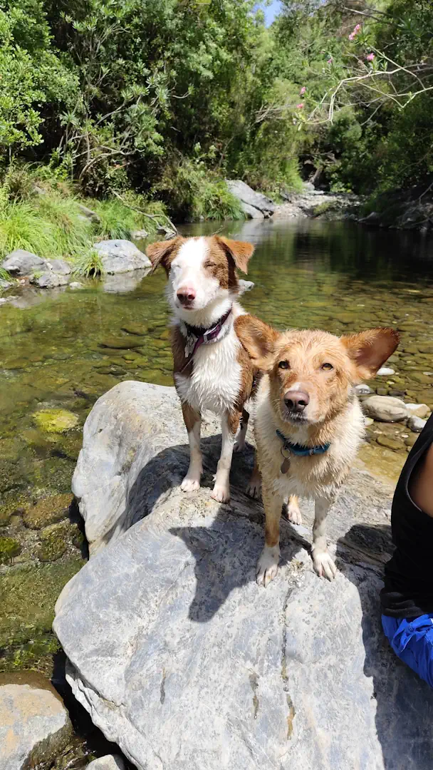 senderismo perro charco canalón istán